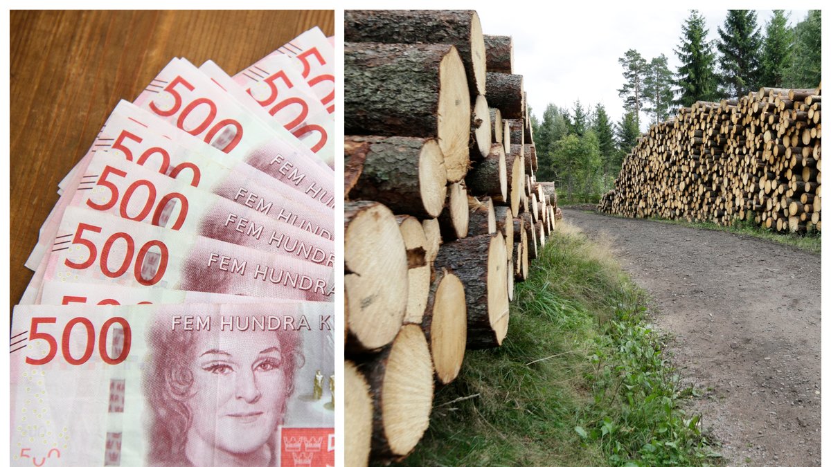 Kriget i Ukraina ger klirr i kassan för svenska skogsägare.